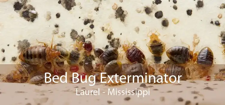 Bed Bug Exterminator Laurel - Mississippi