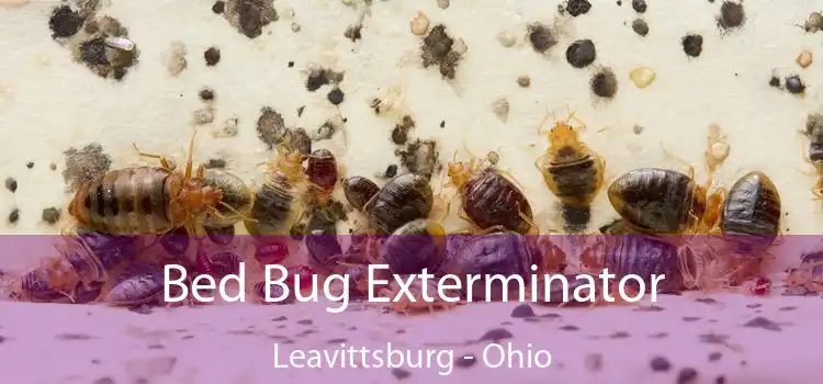 Bed Bug Exterminator Leavittsburg - Ohio