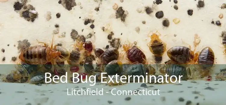 Bed Bug Exterminator Litchfield - Connecticut