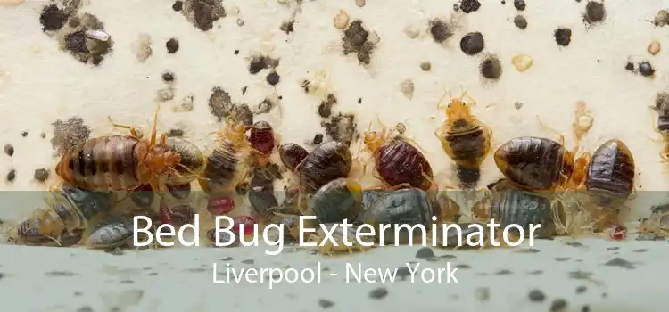 Bed Bug Exterminator Liverpool - New York