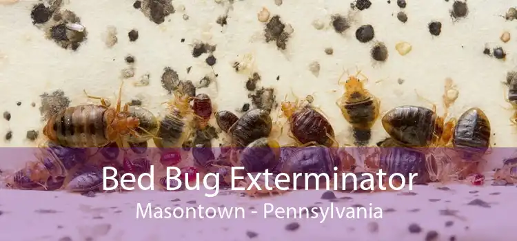 Bed Bug Exterminator Masontown - Pennsylvania
