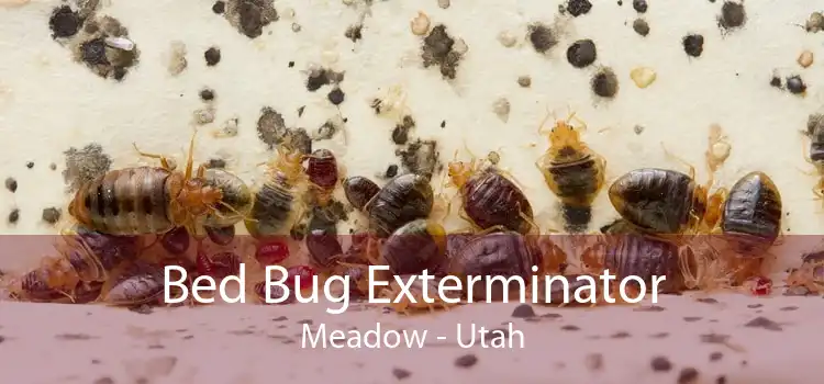 Bed Bug Exterminator Meadow - Utah
