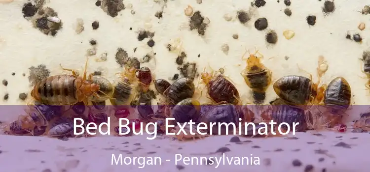 Bed Bug Exterminator Morgan - Pennsylvania