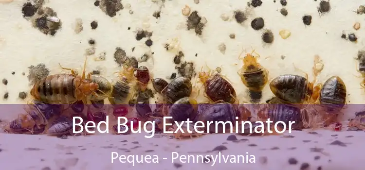Bed Bug Exterminator Pequea - Pennsylvania