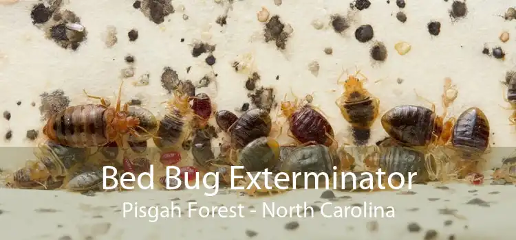 Bed Bug Exterminator Pisgah Forest - North Carolina