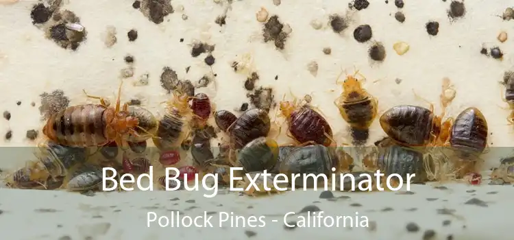 Bed Bug Exterminator Pollock Pines - California