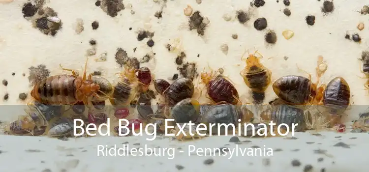 Bed Bug Exterminator Riddlesburg - Pennsylvania