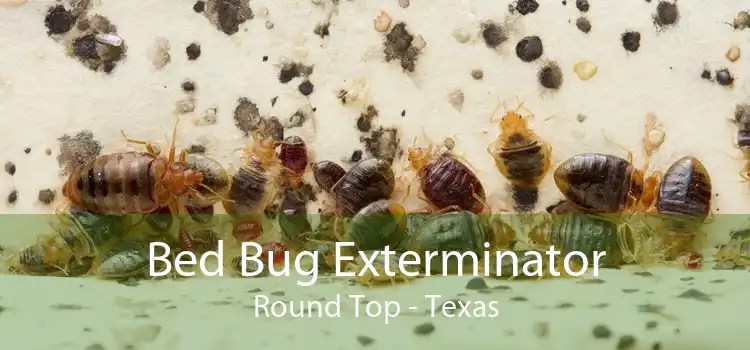 Bed Bug Exterminator Round Top - Texas