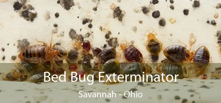 Bed Bug Exterminator Savannah - Ohio