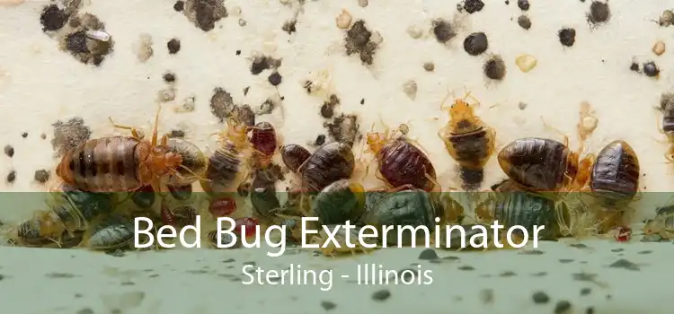 Bed Bug Exterminator Sterling - Illinois
