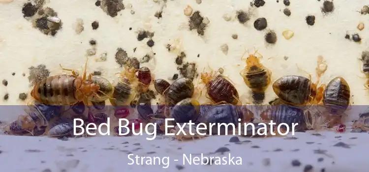 Bed Bug Exterminator Strang - Nebraska