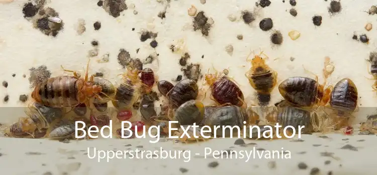 Bed Bug Exterminator Upperstrasburg - Pennsylvania