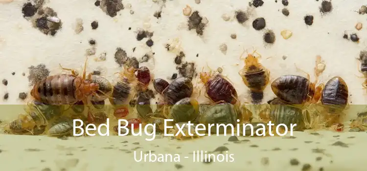 Bed Bug Exterminator Urbana - Illinois