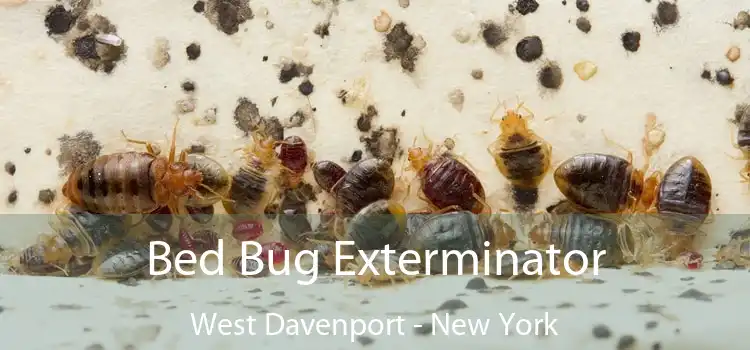 Bed Bug Exterminator West Davenport - New York