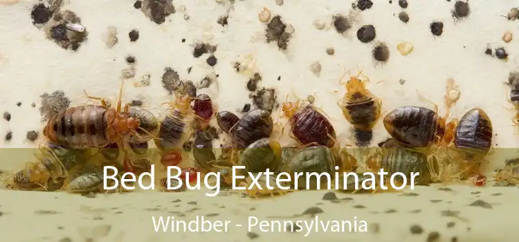 Bed Bug Exterminator Windber - Pennsylvania