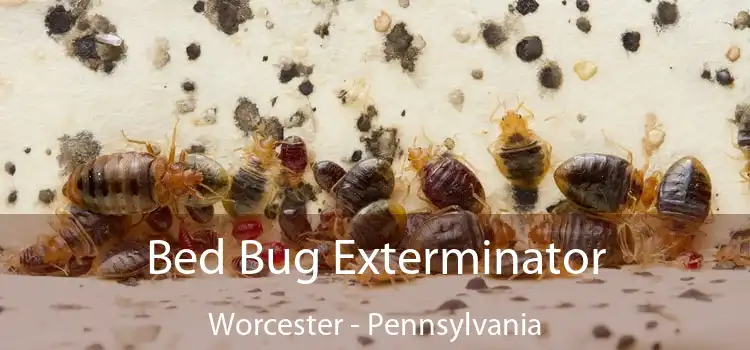 Bed Bug Exterminator Worcester - Pennsylvania