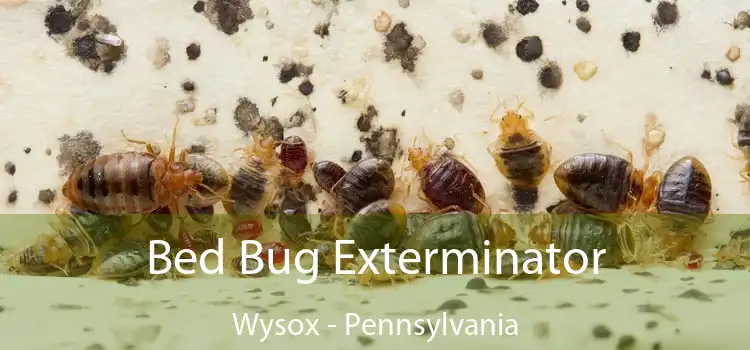 Bed Bug Exterminator Wysox - Pennsylvania