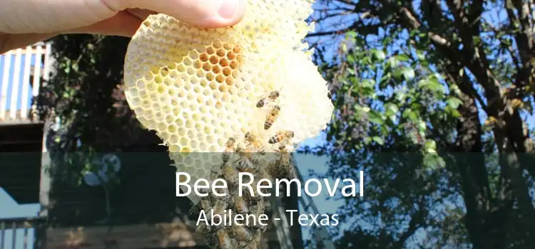Bee Removal Abilene - Texas