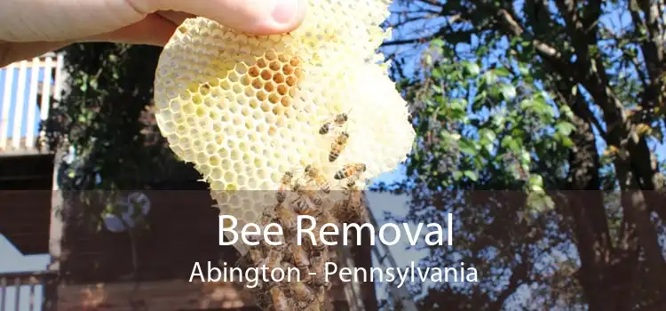 Bee Removal Abington - Pennsylvania