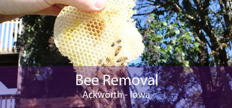 Bee Removal Ackworth - Iowa