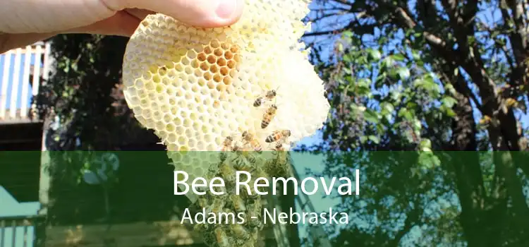 Bee Removal Adams - Nebraska