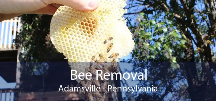 Bee Removal Adamsville - Pennsylvania