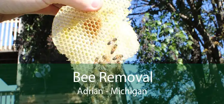 Bee Removal Adrian - Michigan