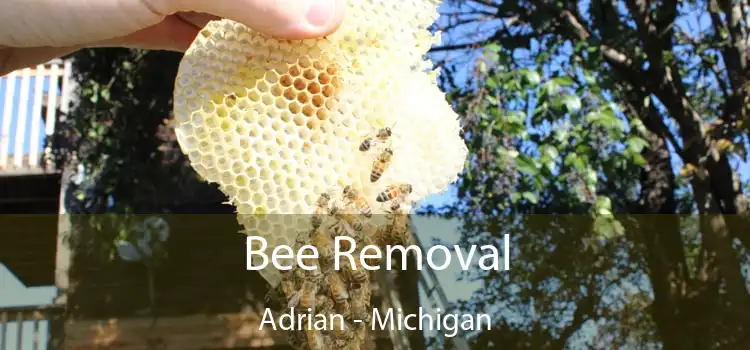 Bee Removal Adrian - Michigan