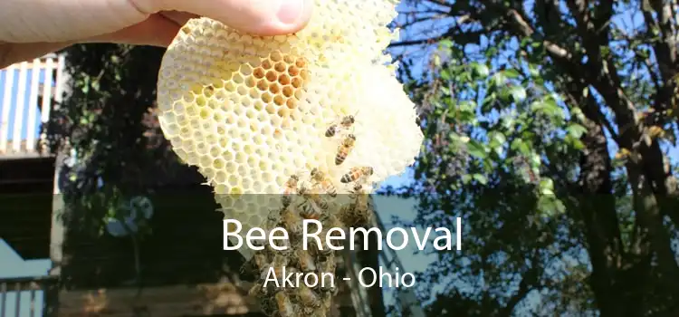Bee Removal Akron - Ohio