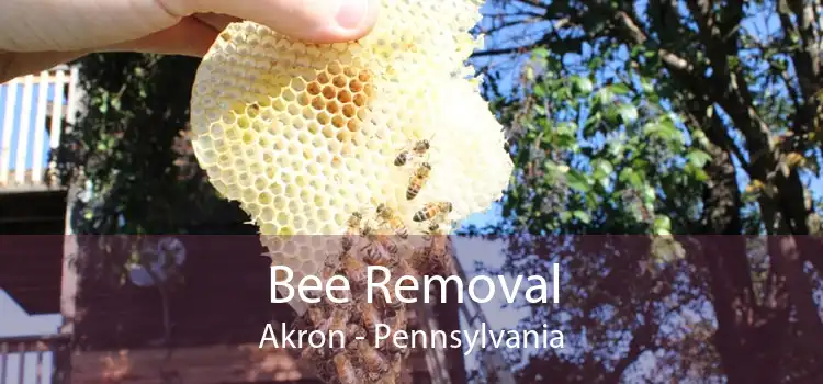 Bee Removal Akron - Pennsylvania