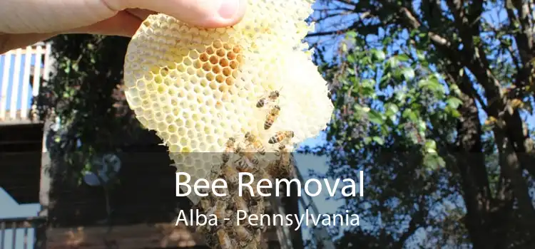 Bee Removal Alba - Pennsylvania