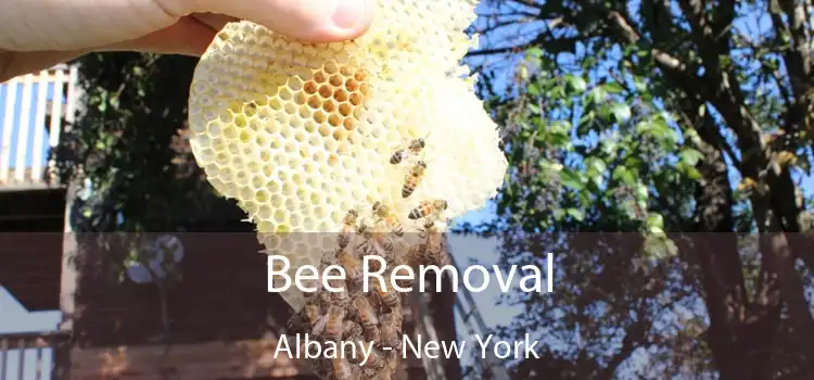 Bee Removal Albany - New York