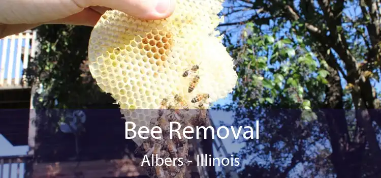 Bee Removal Albers - Illinois