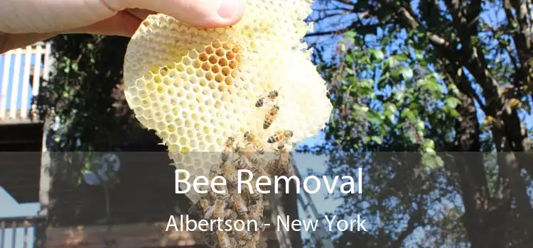 Bee Removal Albertson - New York