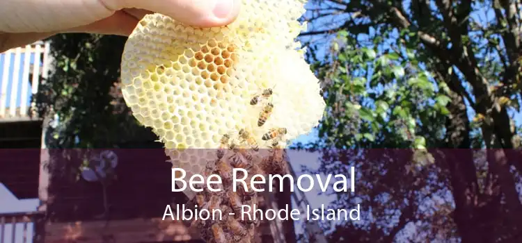 Bee Removal Albion - Rhode Island