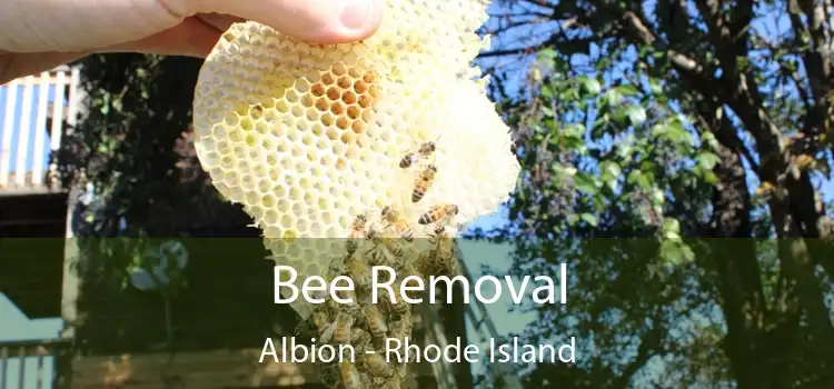 Bee Removal Albion - Rhode Island