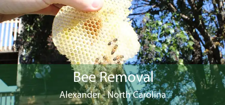 Bee Removal Alexander - North Carolina