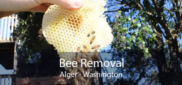 Bee Removal Alger - Washington
