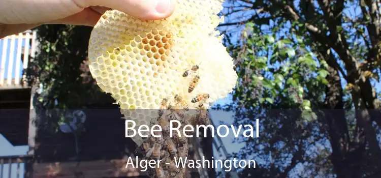 Bee Removal Alger - Washington