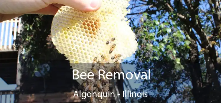 Bee Removal Algonquin - Illinois