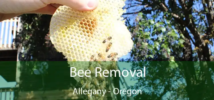 Bee Removal Allegany - Oregon