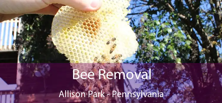 Bee Removal Allison Park - Pennsylvania