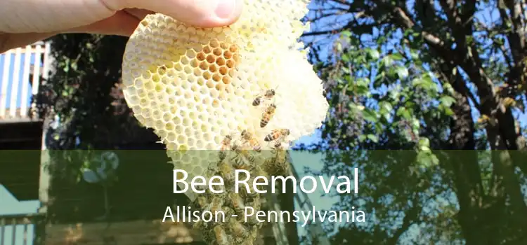 Bee Removal Allison - Pennsylvania