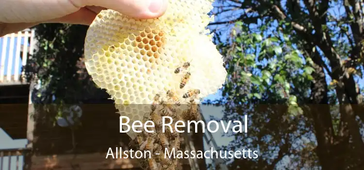 Bee Removal Allston - Massachusetts