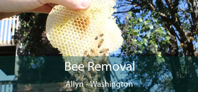 Bee Removal Allyn - Washington