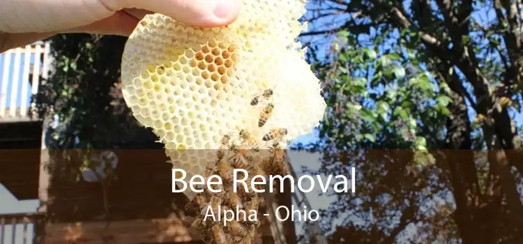 Bee Removal Alpha - Ohio