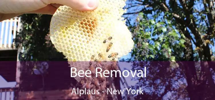 Bee Removal Alplaus - New York