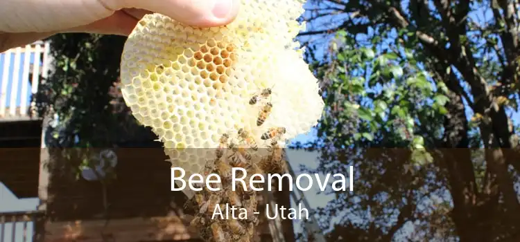 Bee Removal Alta - Utah
