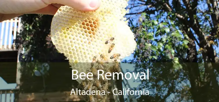 Bee Removal Altadena - California