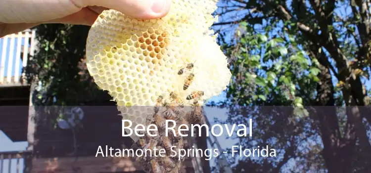 Bee Removal Altamonte Springs - Florida